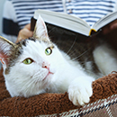 猫窝