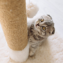 猫抓柱/板