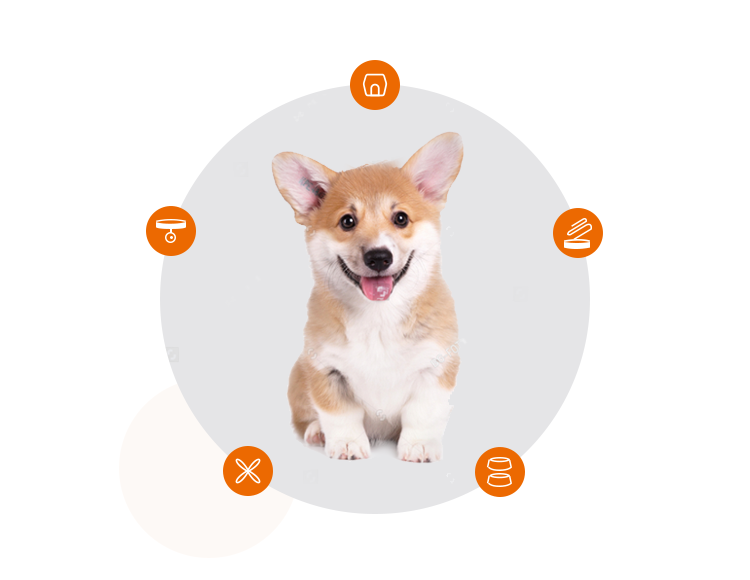 How to prepare a new home for Puppies? (Required daily necessities)