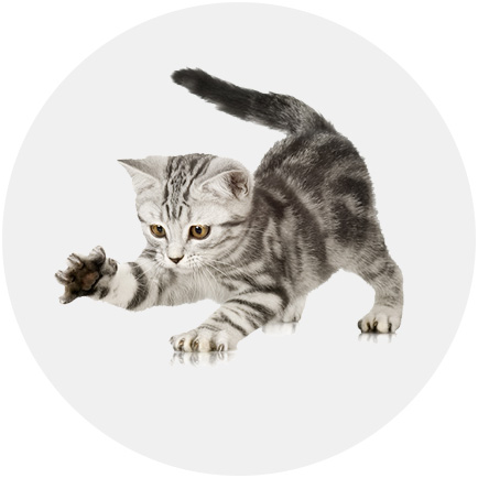 How to prepare a new home for kittens? (Required daily necessities)