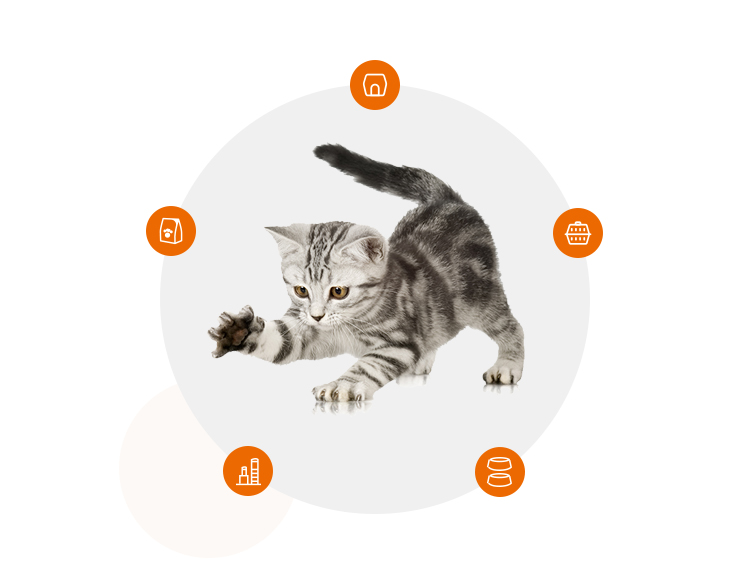 How to prepare a new home for kittens? (Required daily necessities)